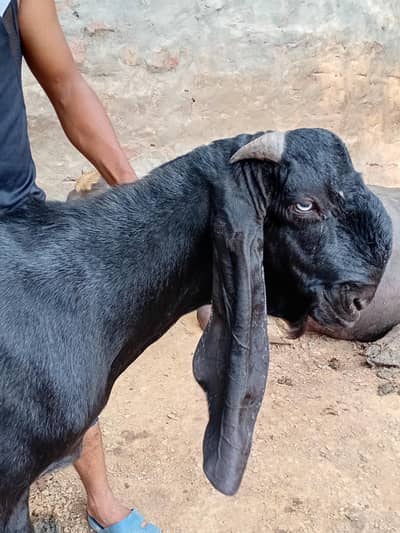 Breeder quality bakra