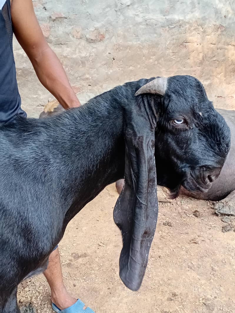 Breeder quality bakra 0