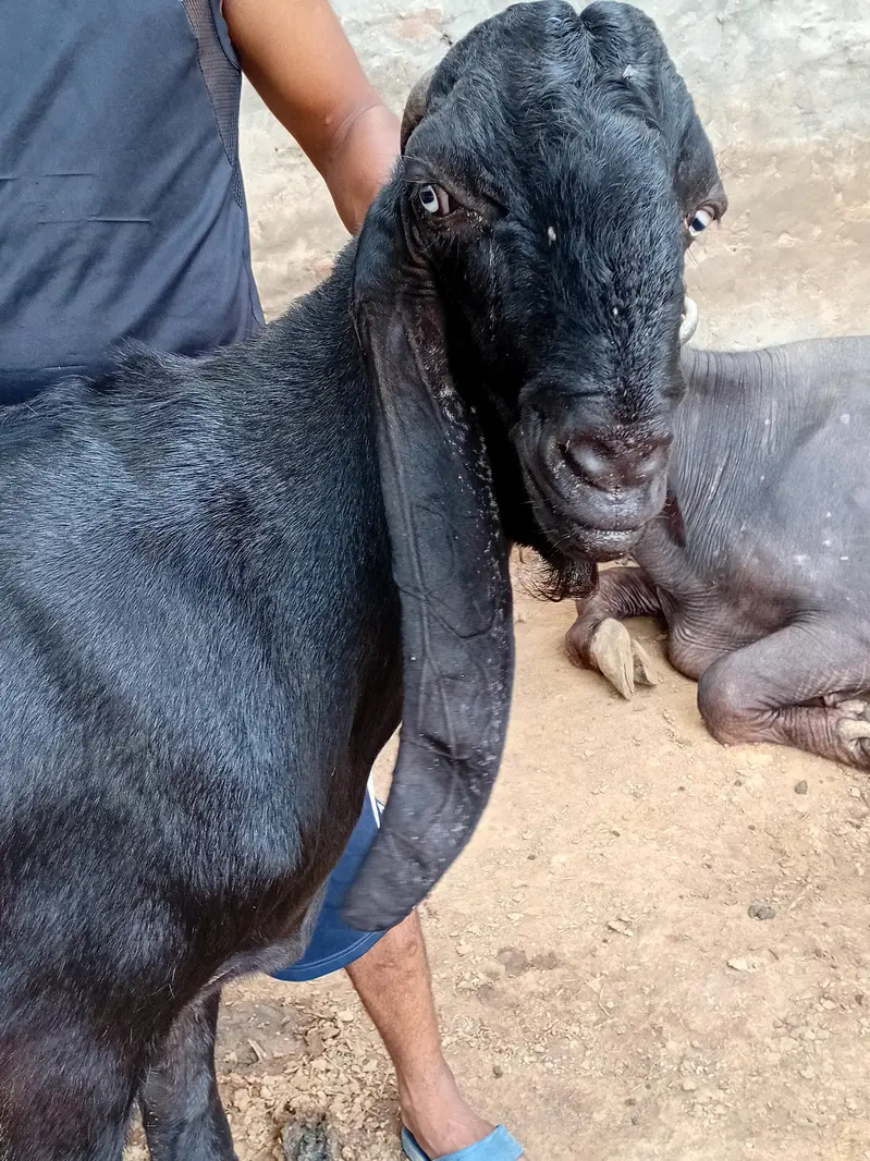 Breeder quality bakra — photo 2