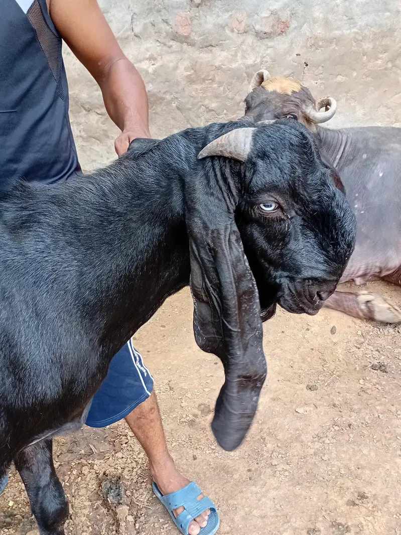 Breeder quality bakra — photo 3