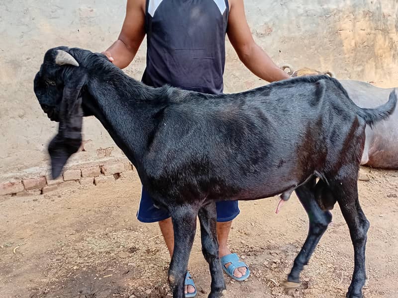 Breeder quality bakra 3