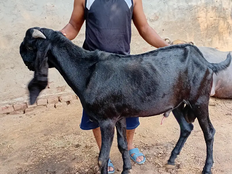 Breeder quality bakra — photo 4