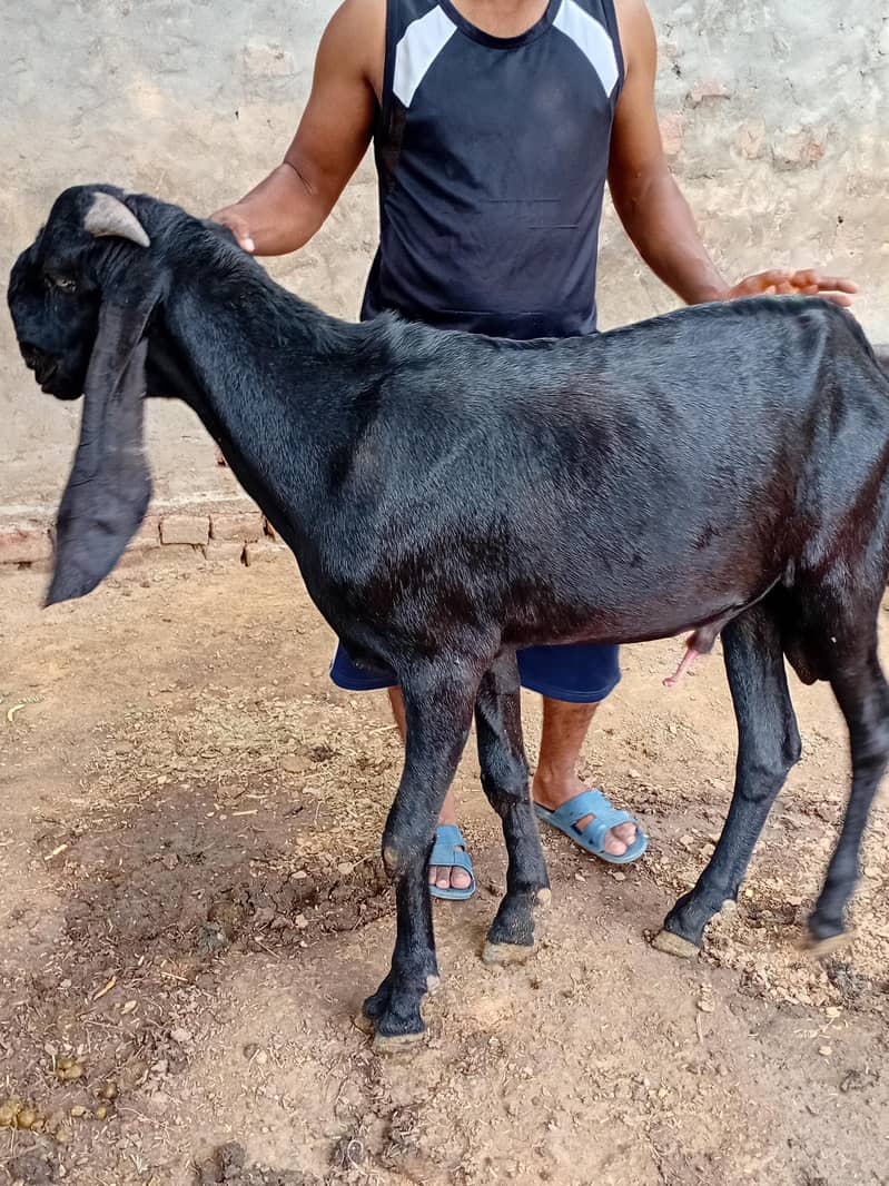 Breeder quality bakra 4