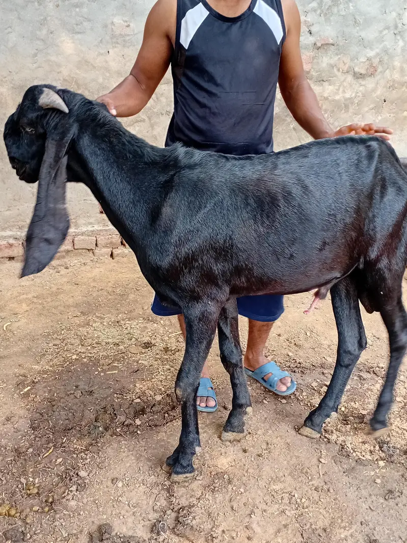 Breeder quality bakra — photo 5