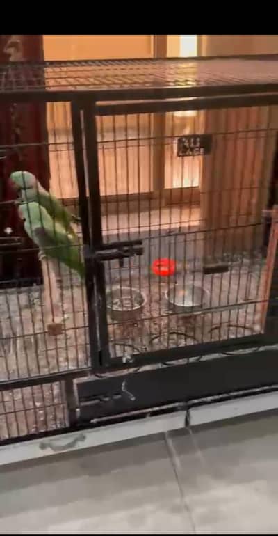 a beautiful pair of parrot with cage