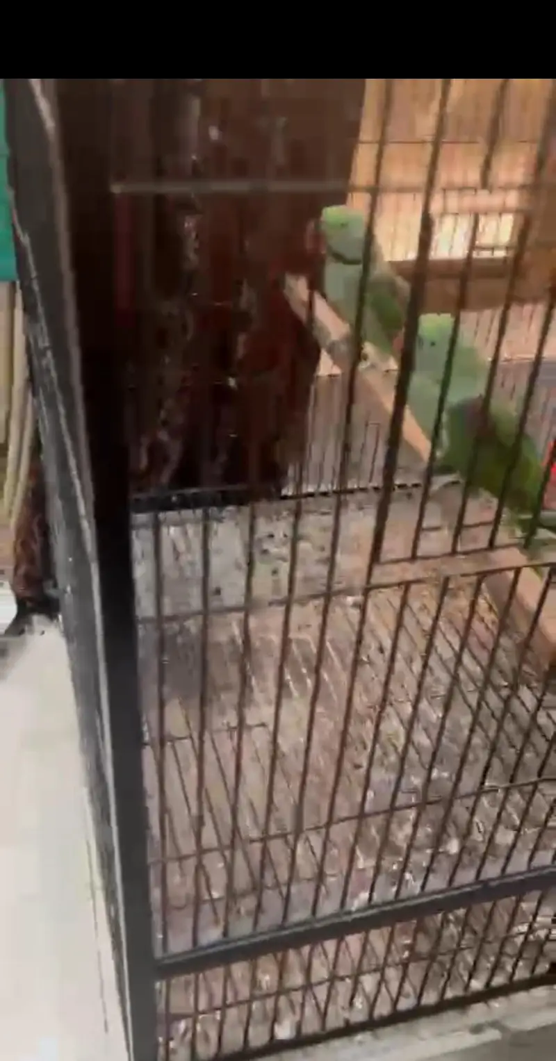 a beautiful pair of parrot with cage — photo 2