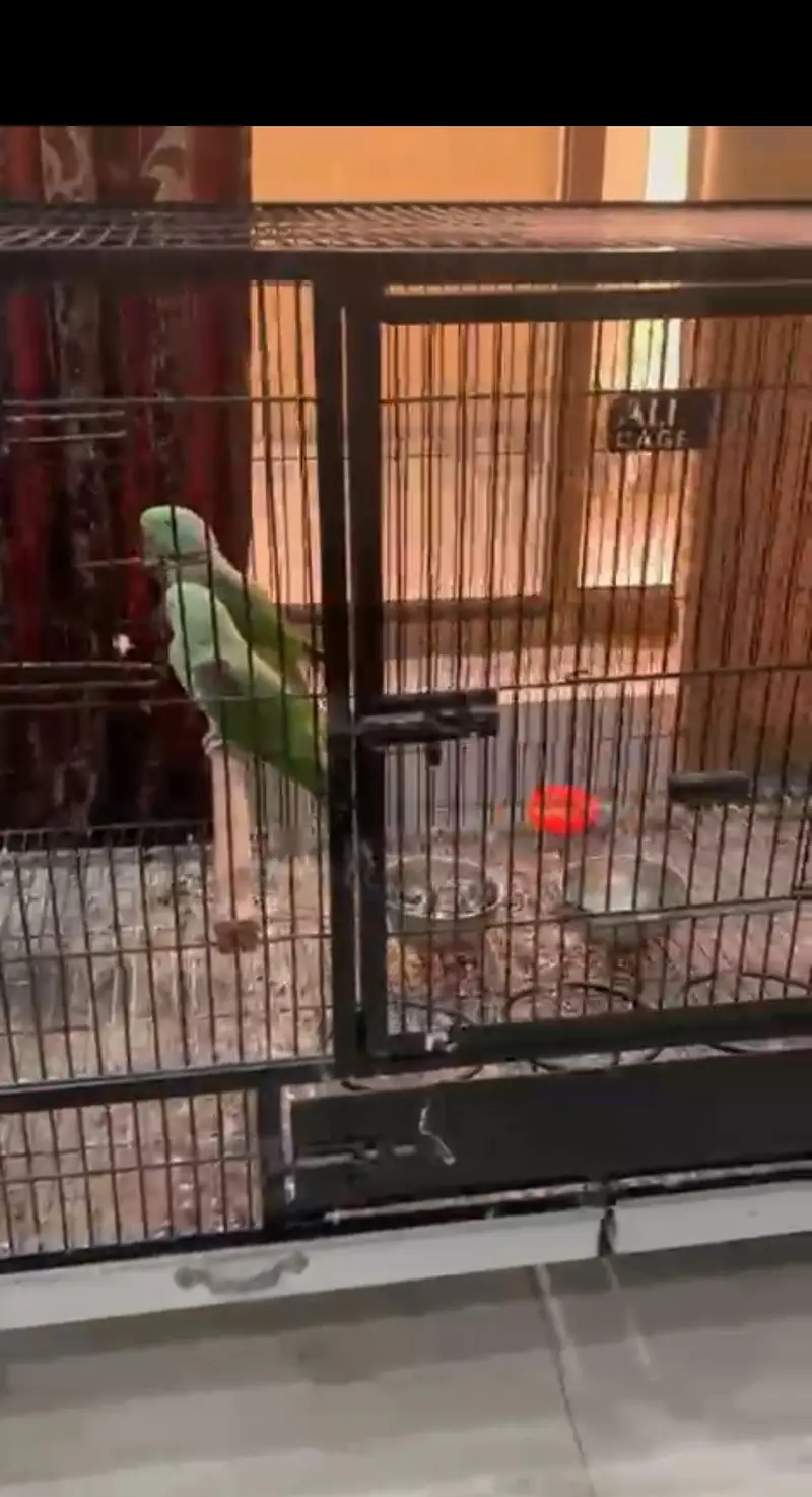 a beautiful pair of parrot with cage — photo 3