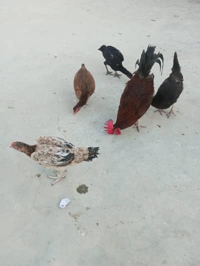 1 murga 5 murgiyan 3 chicks