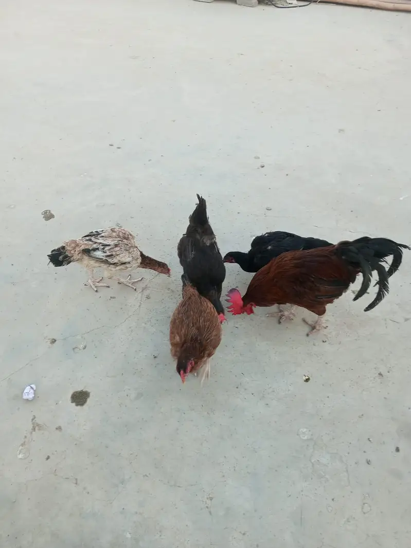 1 murga 5 murgiyan 3 chicks — photo 2