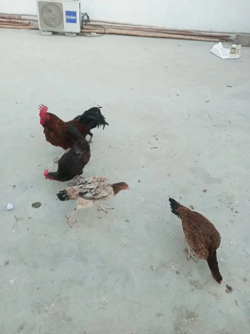 1 murga 5 murgiyan 3 chicks — photo 3