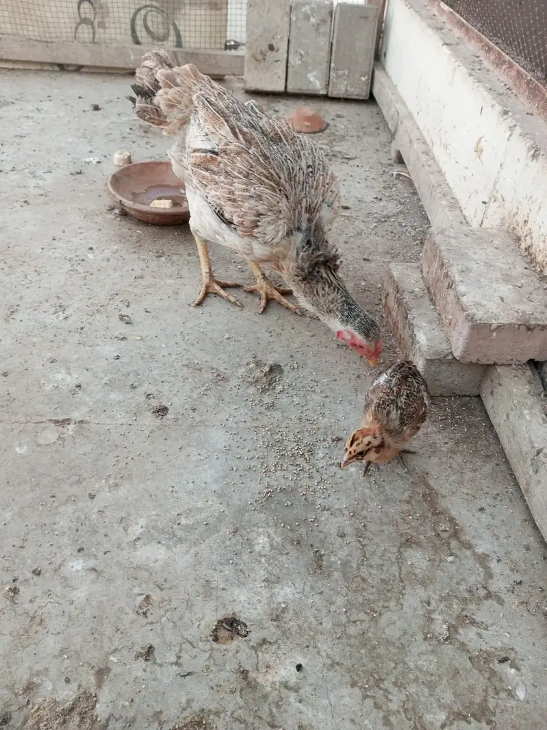 1 murga 5 murgiyan 3 chicks — photo 4
