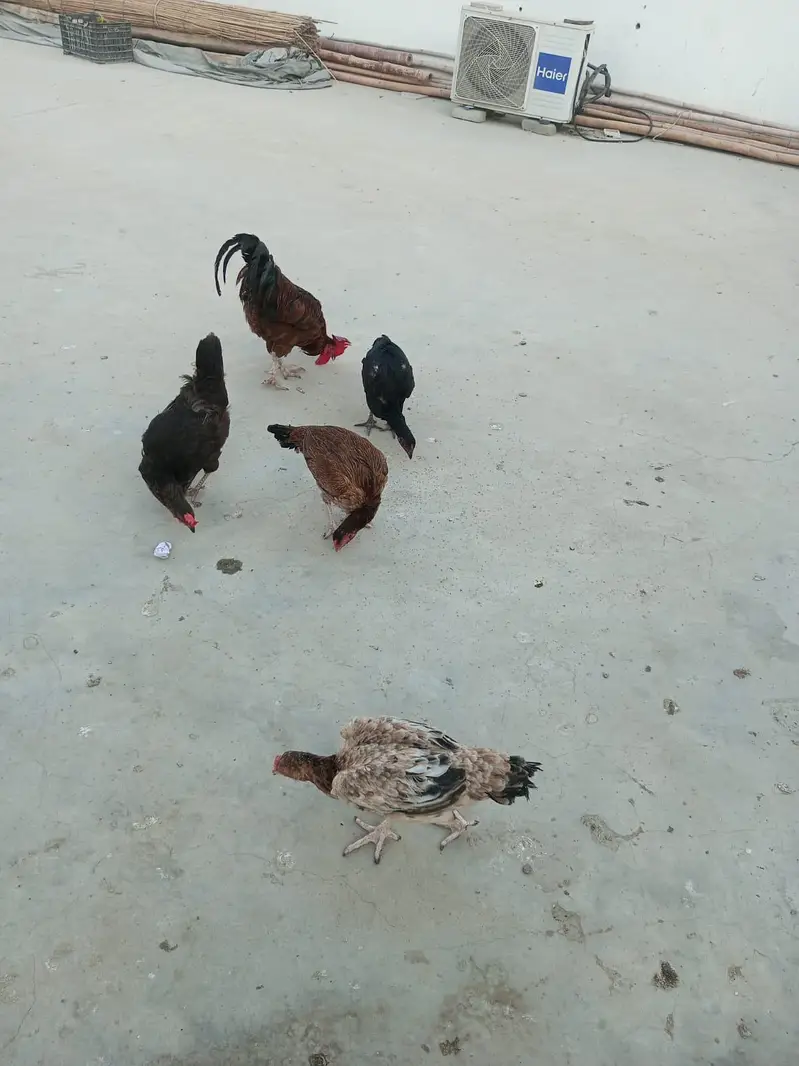 1 murga 5 murgiyan 3 chicks — photo 5