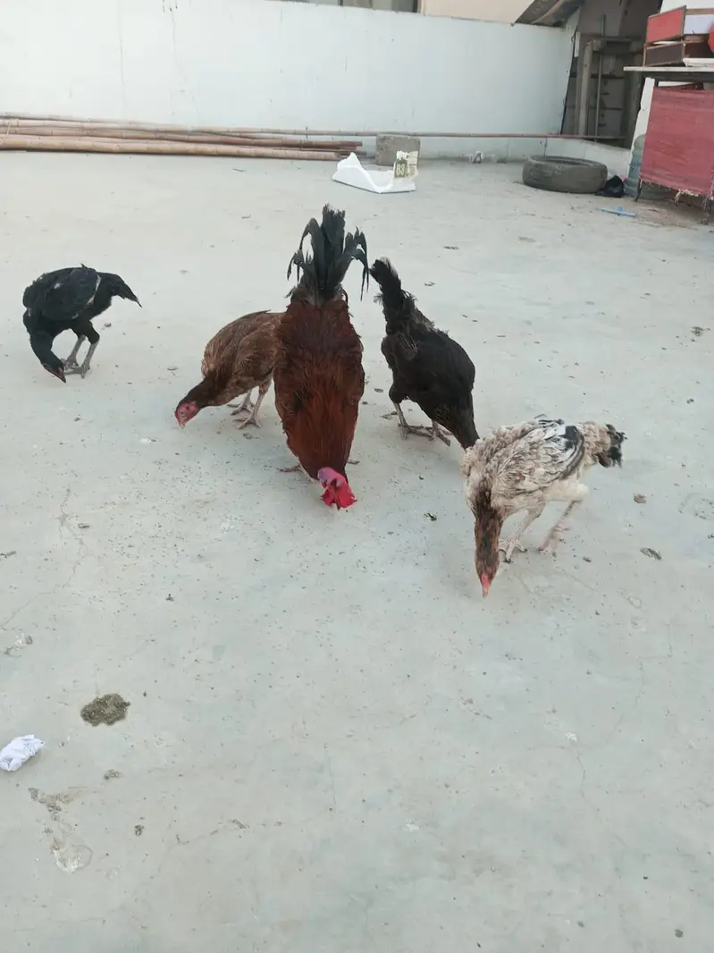 1 murga 5 murgiyan 3 chicks — photo 6