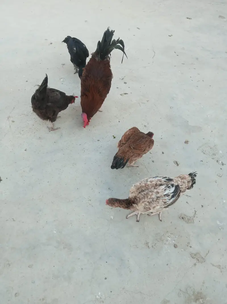 1 murga 5 murgiyan 3 chicks — photo 7