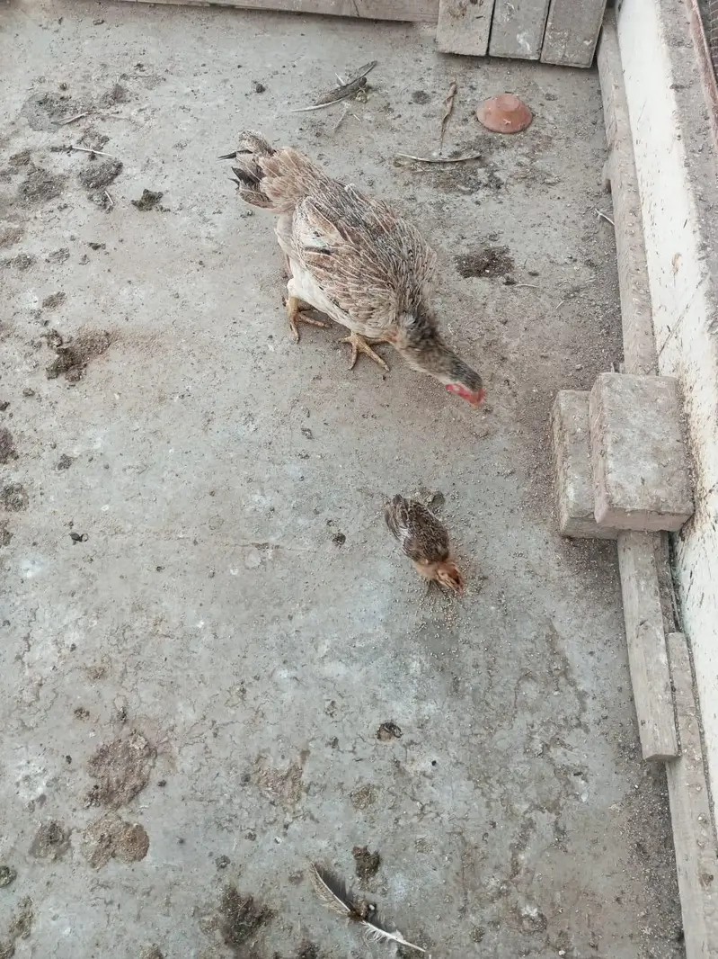 1 murga 5 murgiyan 3 chicks — photo 8