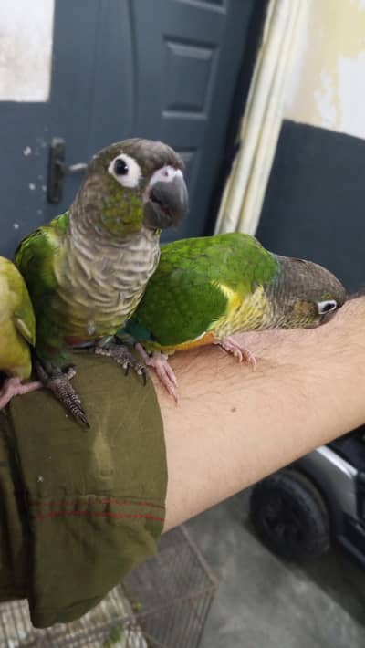 nail tail fly ok