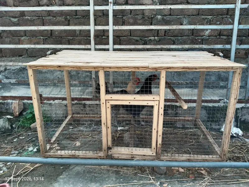 Heavy Duty Wooden Cage | Best for Chickens and Parrots — photo 3