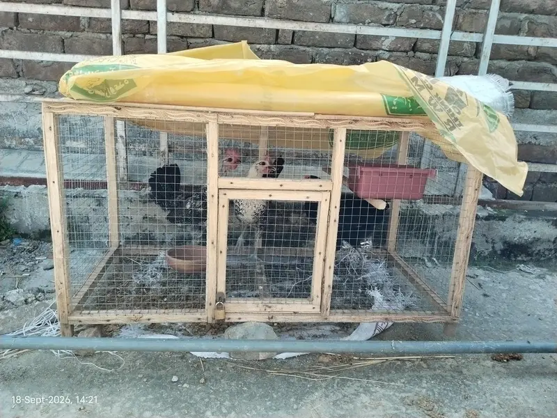 Heavy Duty Wooden Cage | Best for Chickens and Parrots — photo 4