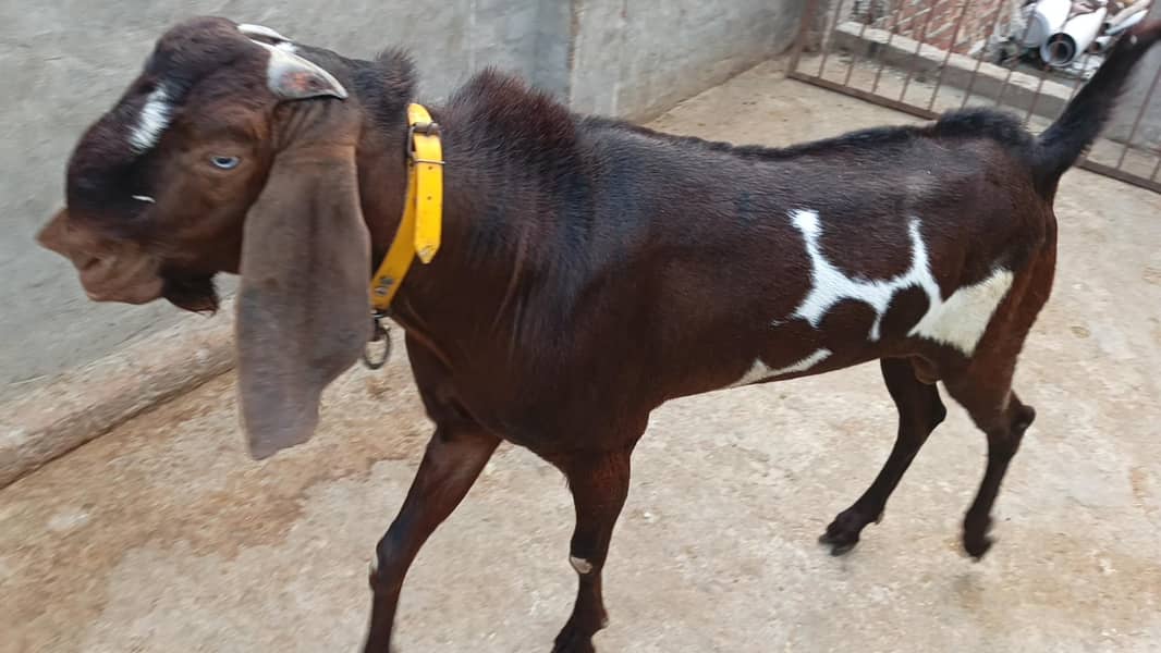 Bakra bredar 1