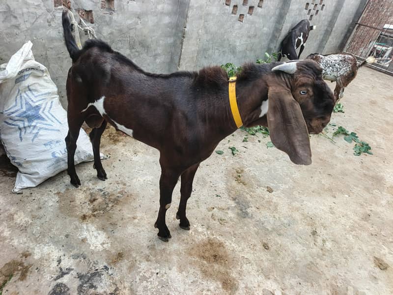 Bakra bredar 2