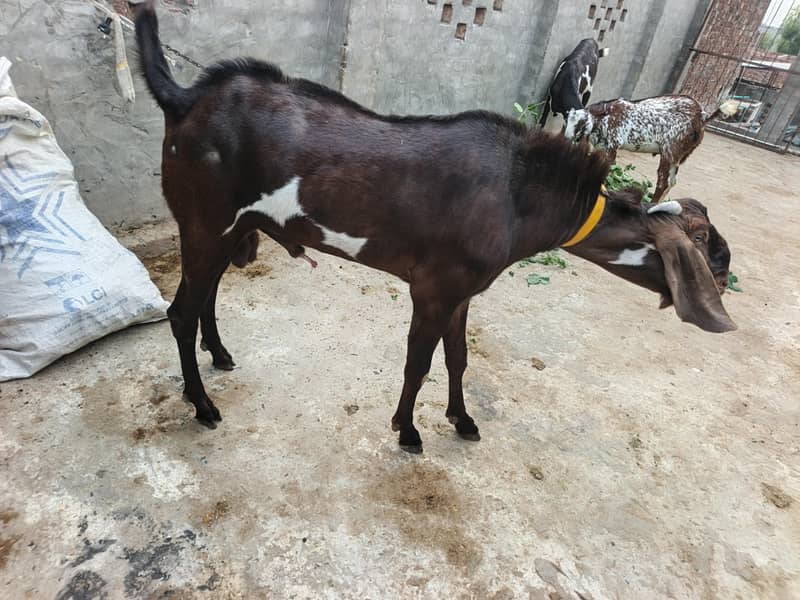 Bakra bredar 3