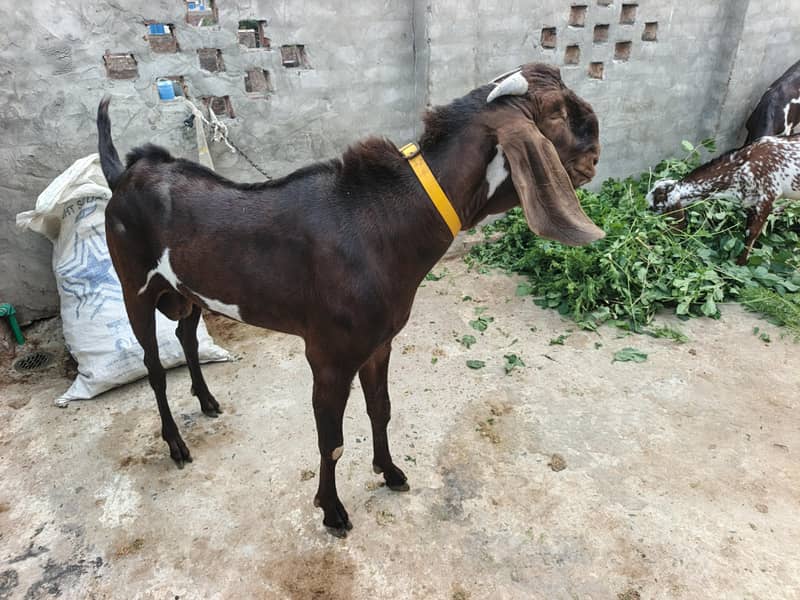 Bakra bredar 4