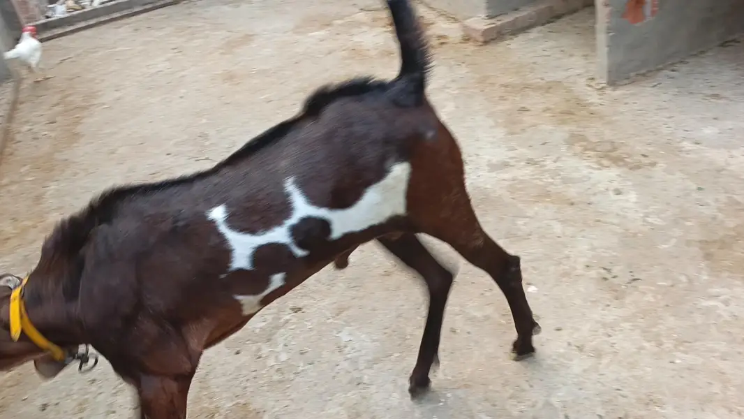 Bakra bredar — photo 6
