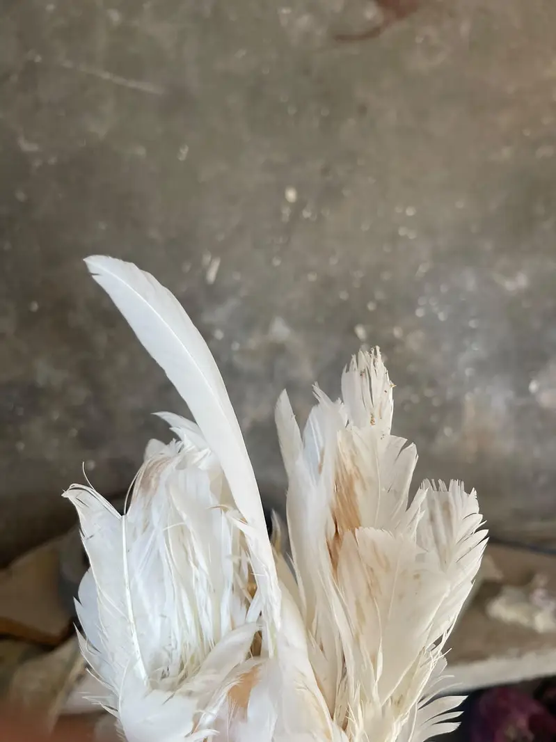 white aseel — photo 7