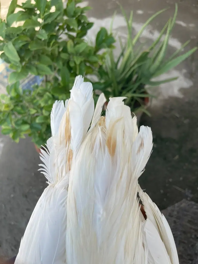 white aseel — photo 8