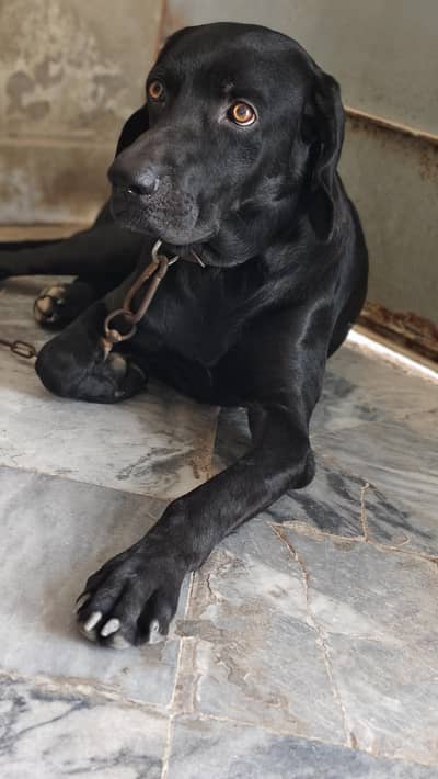 Labrador American lab good health