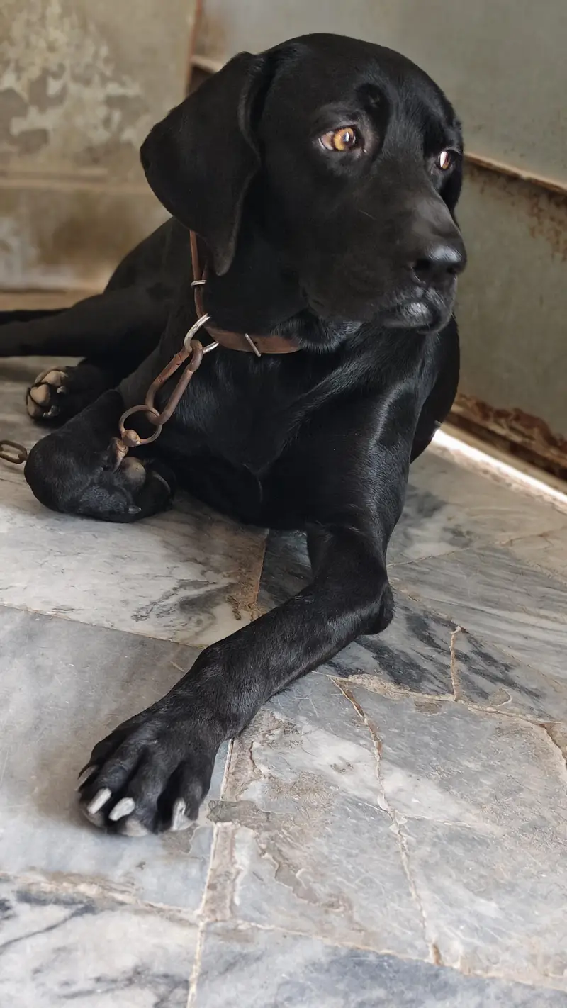 Labrador American lab good health — photo 2