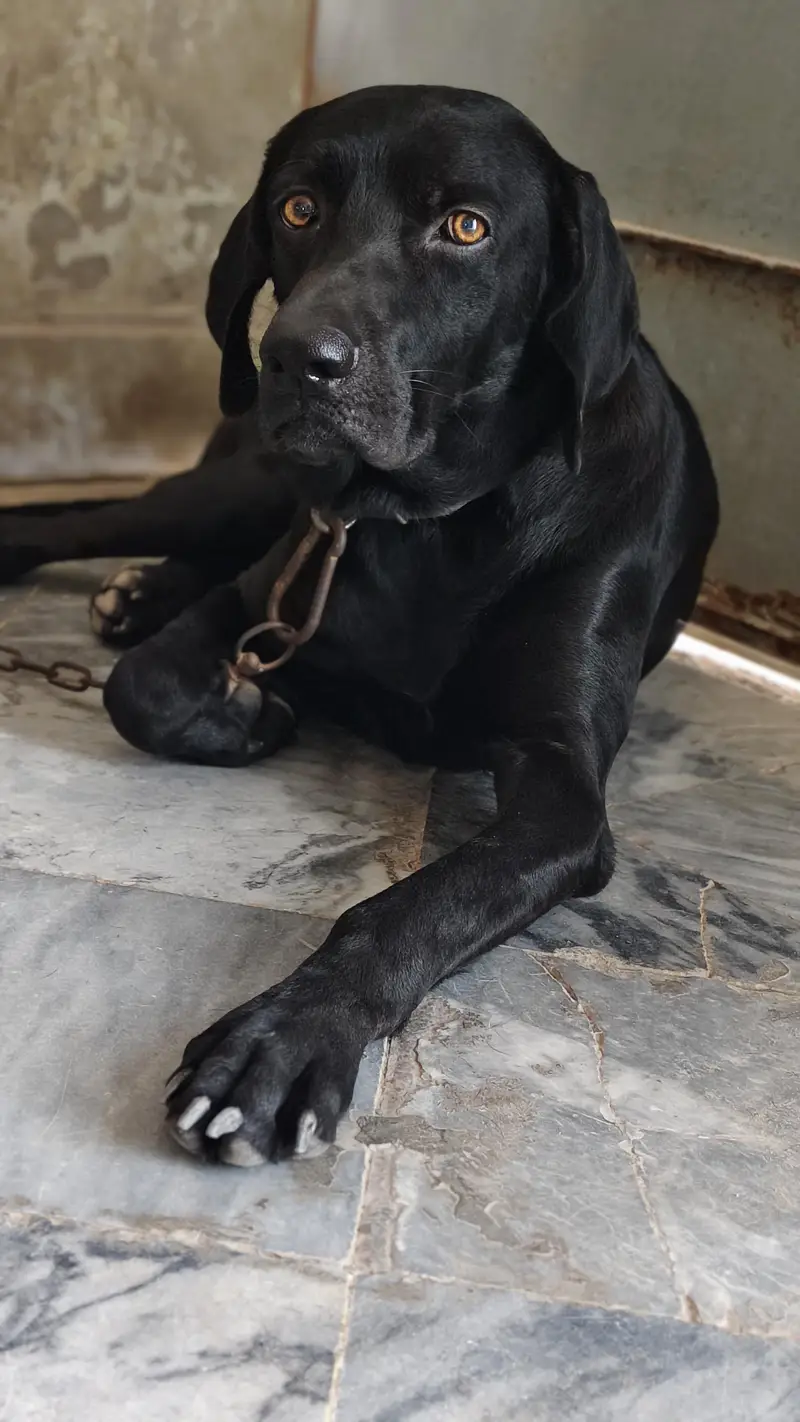 Labrador American lab good health — photo 3