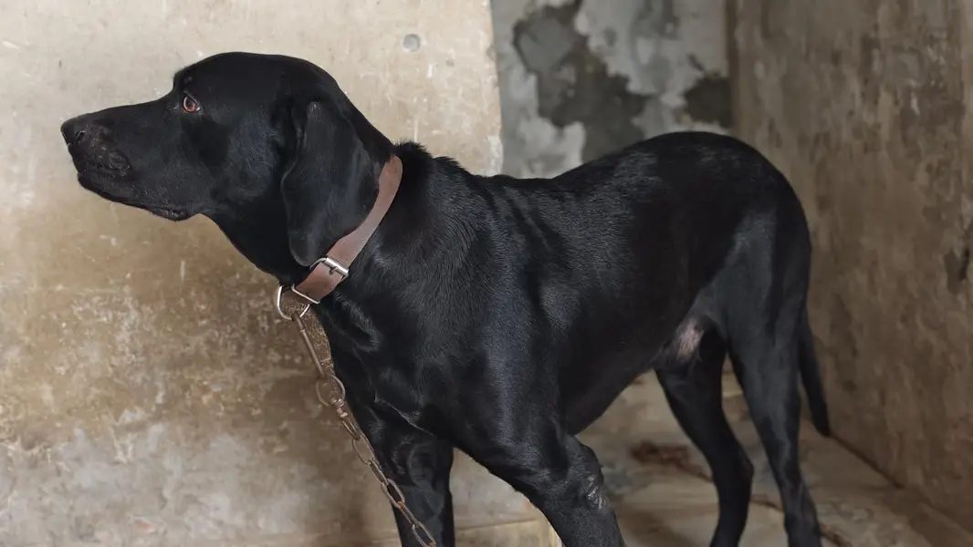 Labrador American lab good health — photo 4