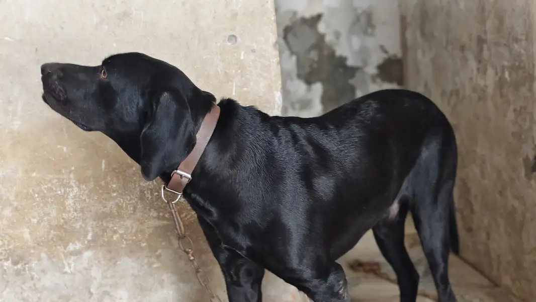 Labrador American lab good health — photo 5
