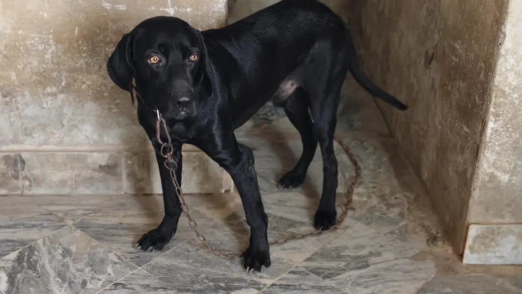 Labrador American lab good health — photo 6