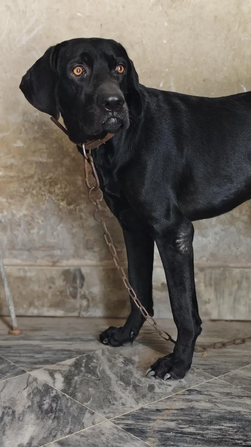Labrador American lab good health — photo 7