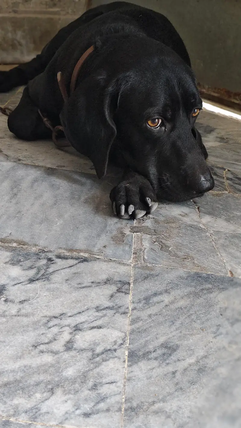 Labrador American lab good health — photo 8