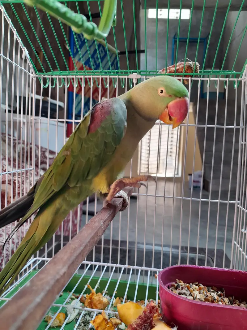 Alexandring Raa parrot — photo 2