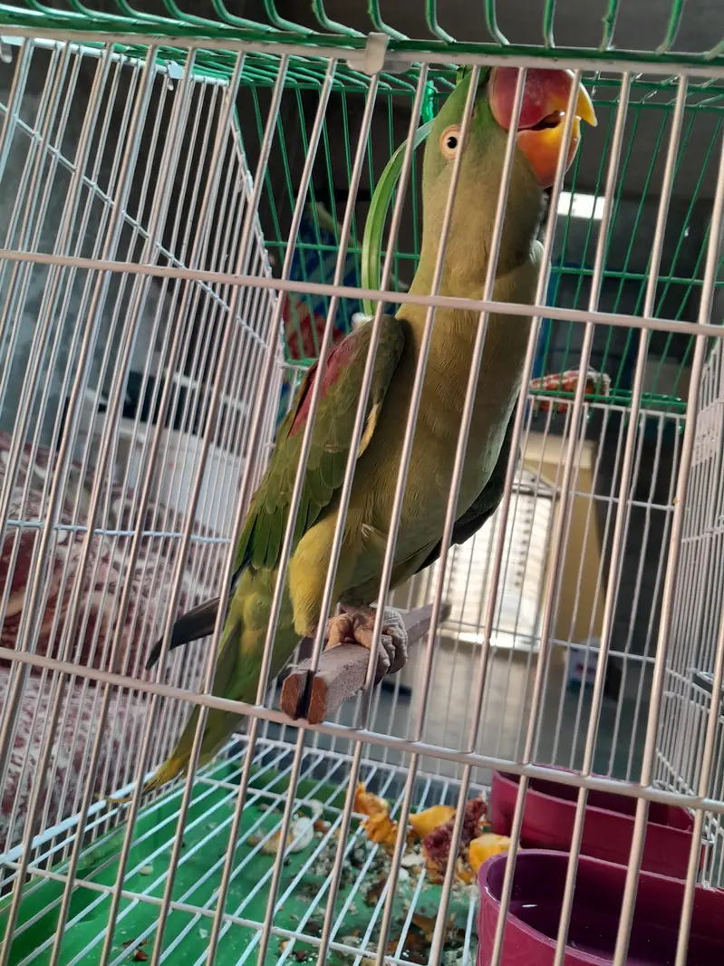 Alexandring Raa parrot — photo 3