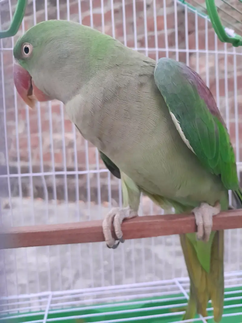 Alexandring Raa parrot — photo 4