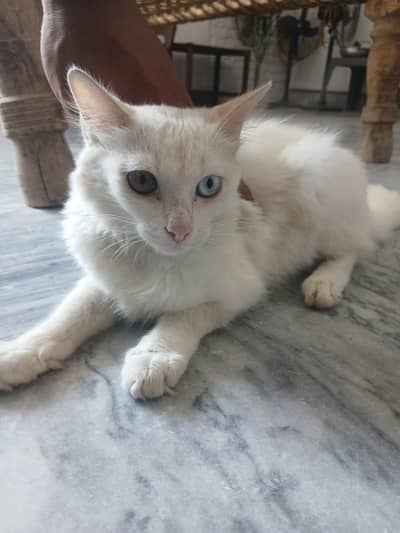 cat for sale price