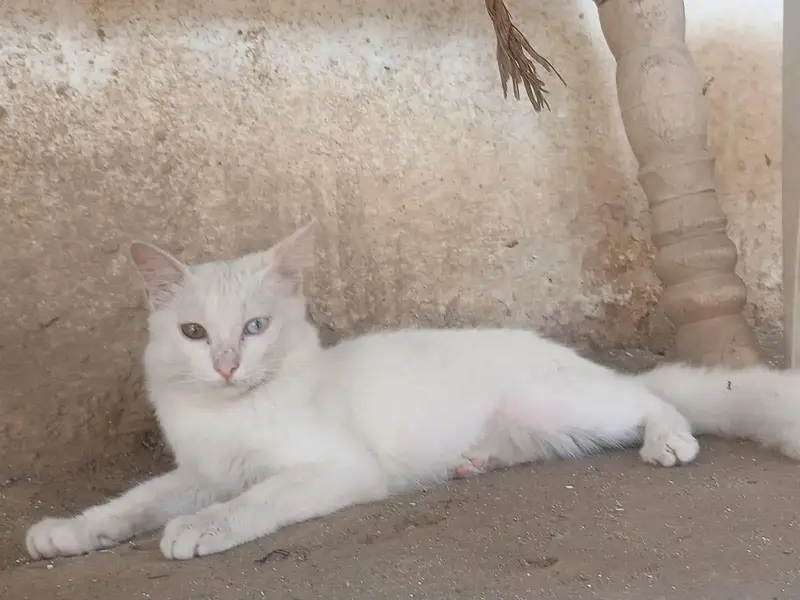 cat for sale price — photo 2