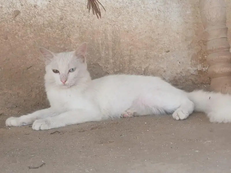 cat for sale price — photo 3