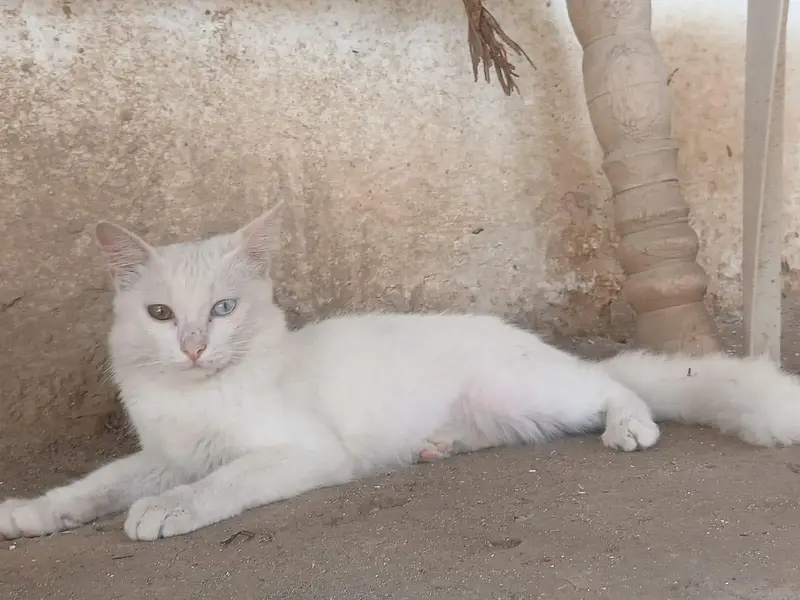 cat for sale price — photo 4