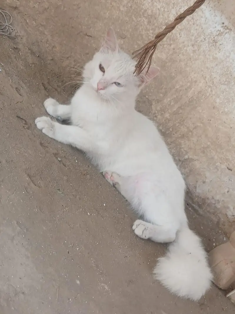 cat for sale price — photo 5