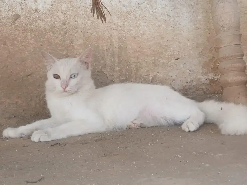 cat for sale price — photo 6