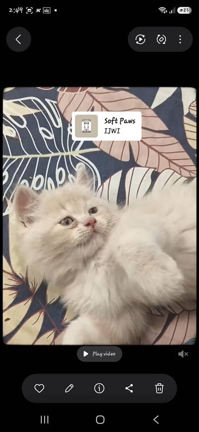 Cute 55-Day-Old male Kitten Available for Sale