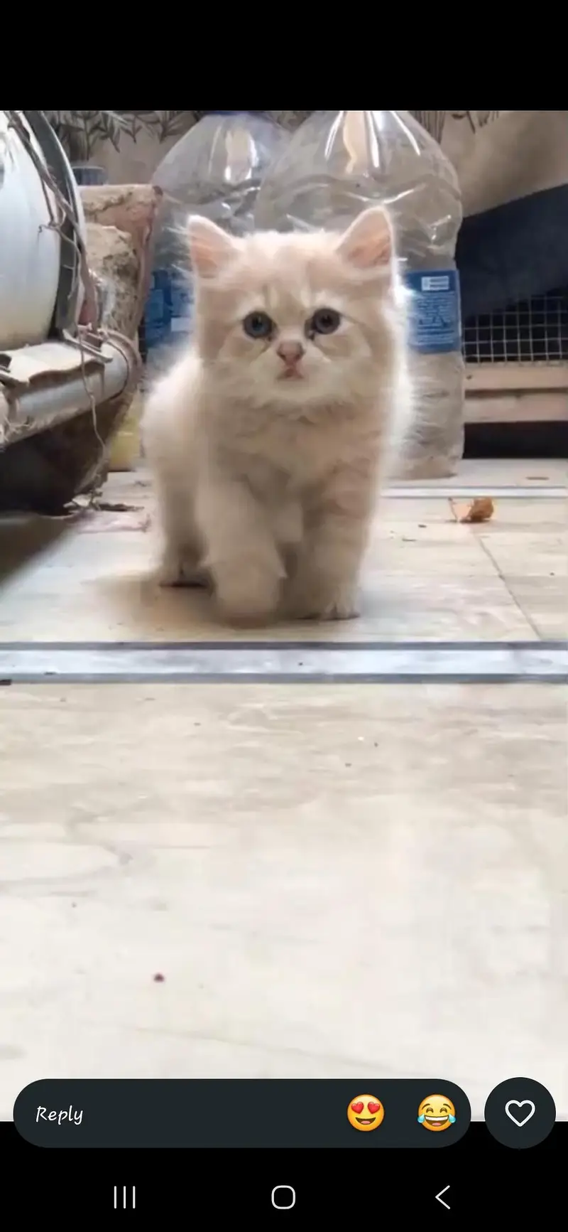 Persian doll face 55-Day-Old male Kitten Available for Sale — photo 2