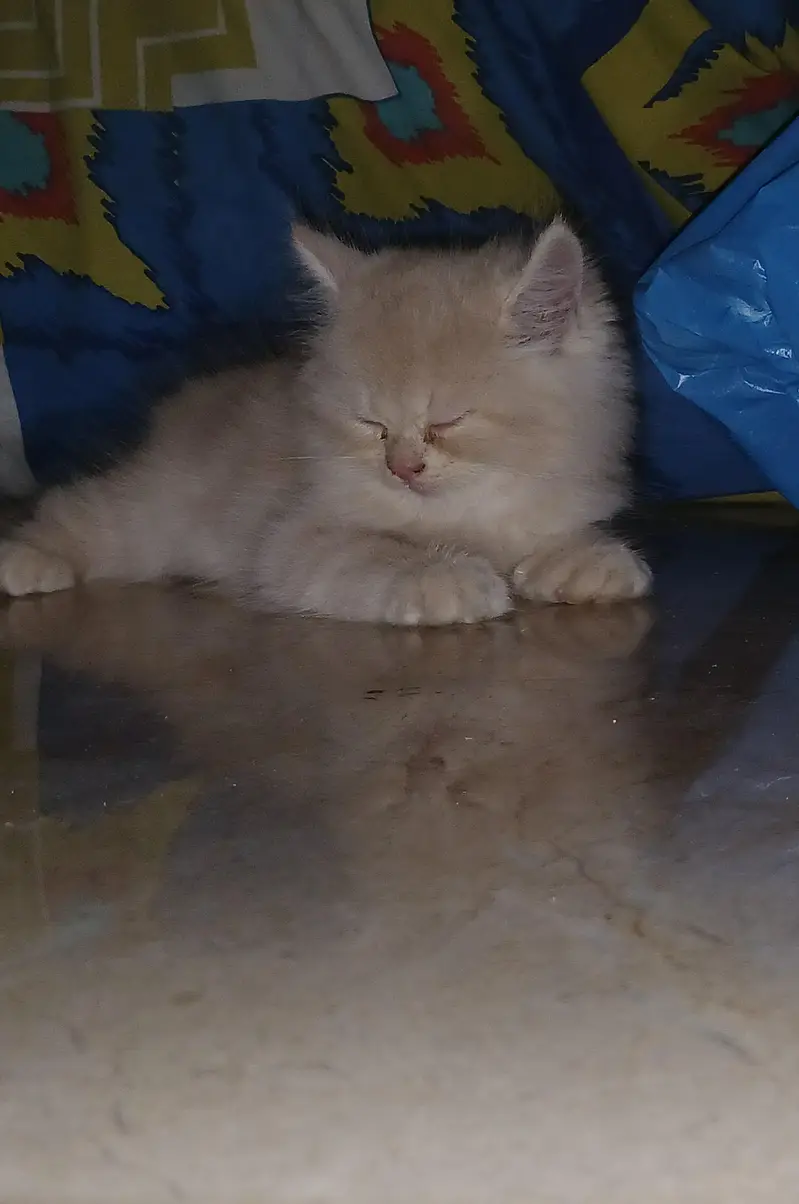 Persian doll face 55-Day-Old male Kitten Available for Sale — photo 3