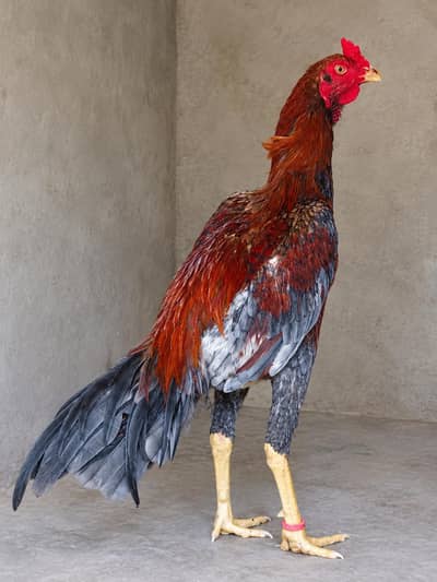 patha for sale